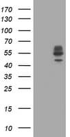 DIXDC1 Antibody (clone OTI1A2, Carrier-free)