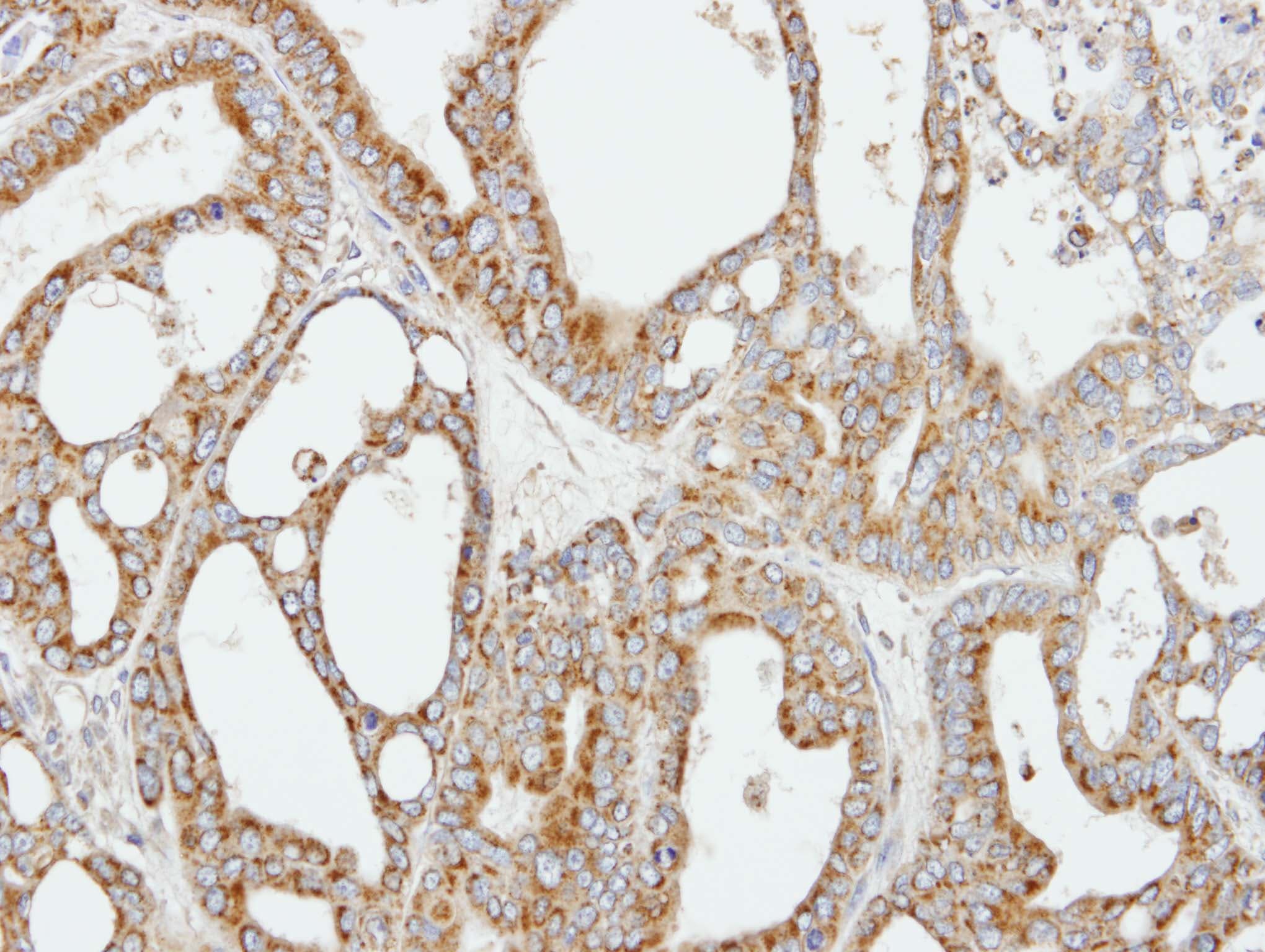 COX5B Antibody (aa1-129)
