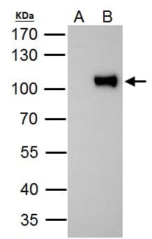 ZNF143 / STAF Antibody (aa409-621)