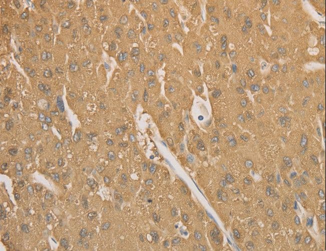 CD40 Antibody