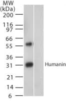 IHC-plus™ Humanin Antibody (aa1-24)
