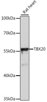 TBX20 Antibody