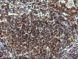CD19 Antibody (clone OTI1F9)