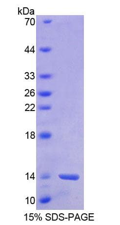 Human BANF1 / BAF / BCRP1 Protein (Recombinant His-T7)