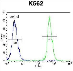 NUDT19 Antibody (aa153-181)