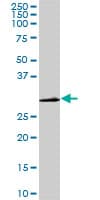 CDK1 / CDC2 Antibody (clone 8F1)