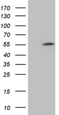 Monoclonal Mouse anti-Human ZNF454 Antibody (clone OTI2G4, WB)