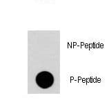 RGS19 Antibody (phospho-Ser24)
