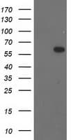 BAIAP2 / IRSP53 Antibody (clone OTI8G8)