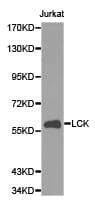 p56lck / LCK Antibody