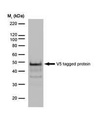 V5 Tag Antibody (clone SV5-Pk1)