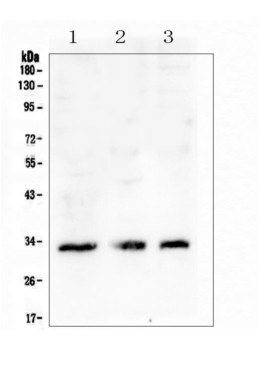 CD32A Antibody