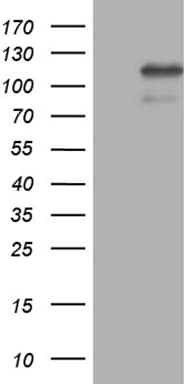 ELF4 / MEF Antibody (aa83-345, clone OTI4D5)