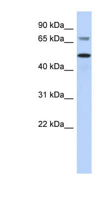 AKT2 Antibody (C-Terminus)