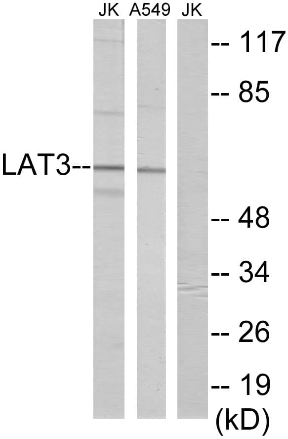 SLC43A1 Antibody (aa231-280)