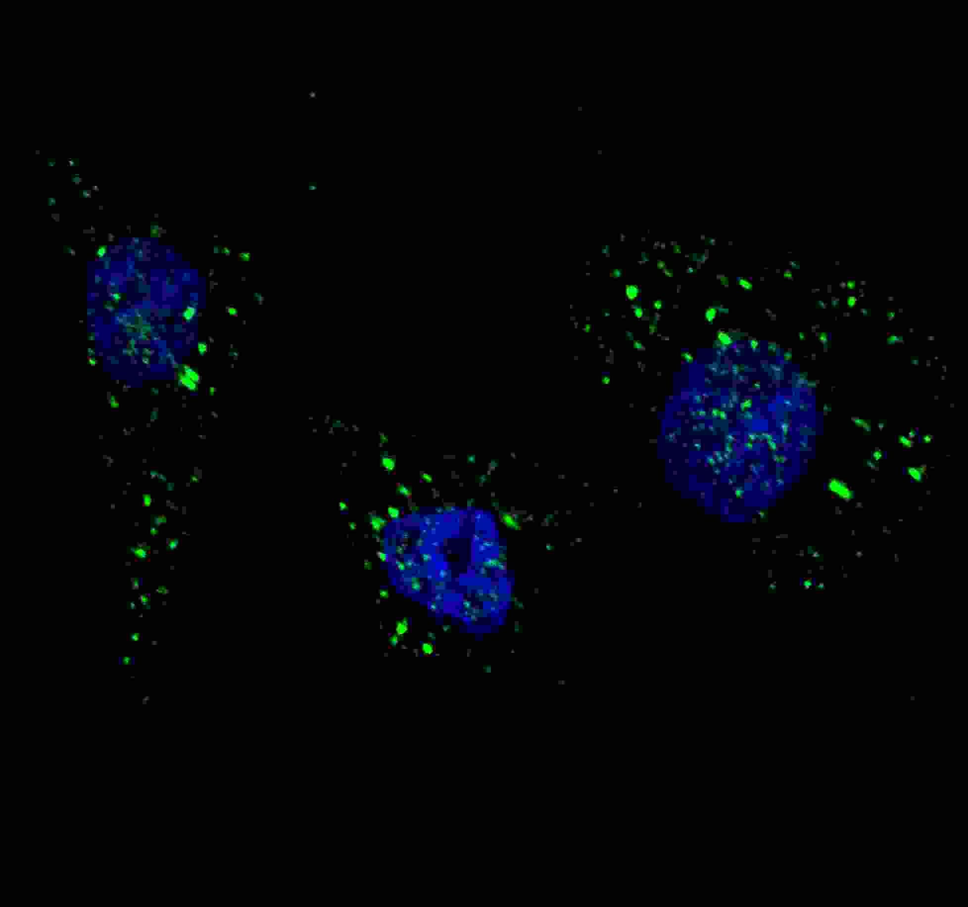 IHC-plus™ PIK3C3 / VPS34 Antibody (Ser34)