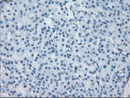 CD32A Antibody (clone OTI9G5)