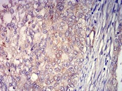 ADAM8 Antibody (clone 2C1F3)