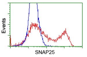 SNAP25 Antibody (clone OTI4B5, Carrier-free)