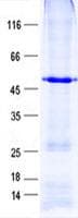 Human ZNF140 Protein (Recombinant His, N-Terminal)