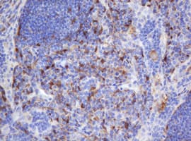 Selenium Binding Protein 1 Antibody (clone OTI3D2)