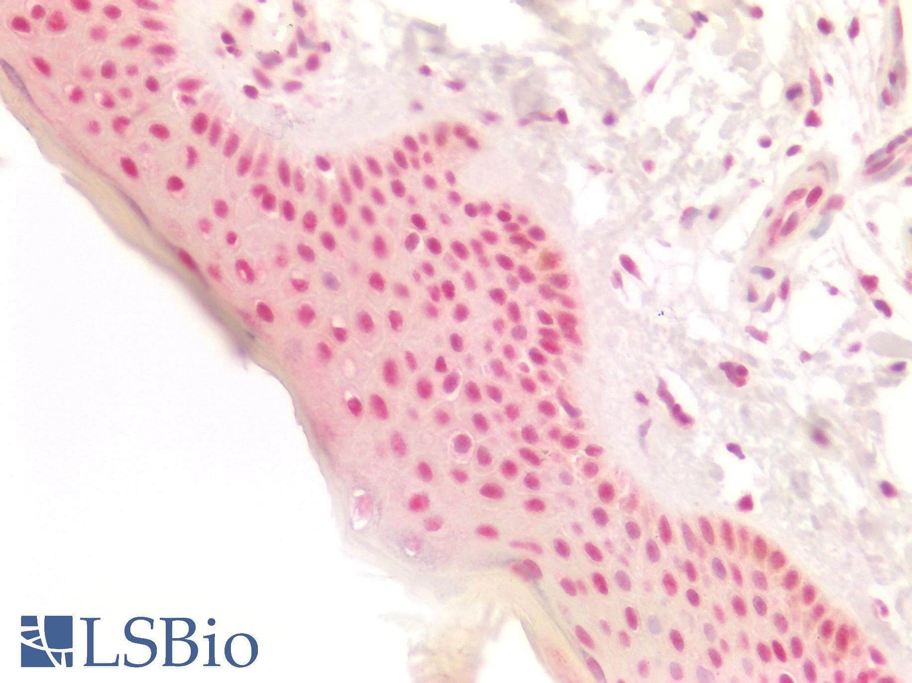 PathPlus™ RB1 / Retinoblastoma / RB Antibody (aa552-601)