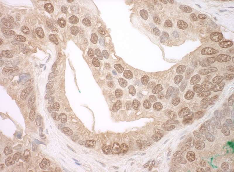 TFIP11 Antibody (aa1-50)