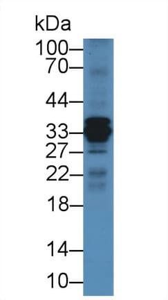 CTSS / Cathepsin S Antibody (aa115-331, PE)