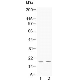 DEFA1 / Defensin Alpha 1 Antibody