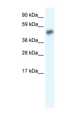 SIRT2 / Sirtuin 2 Antibody (N-Terminus)