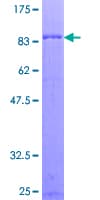 Human RGS7 Protein (Recombinant GST)
