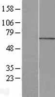 MPP7 Protein (Over-Expression Lysate Myc-DDK (Flag))