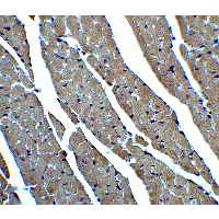 CX3CR1 Antibody