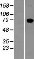 KIF2A Protein (Over-Expression Lysate Myc-DDK (Flag))