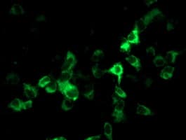 CYP2J2 Antibody (clone OTI4B9, Carrier-free)