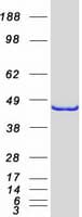 Human HMRF1L / MTRF1L Protein (Recombinant Myc-DDK (Flag))