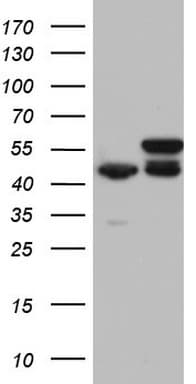 RMND5A Antibody (aa1-249, clone OTI2C6)