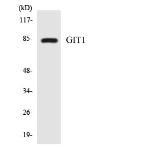 GIT1 Antibody (aa540-589)