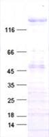 Human ERBB3 / HER3 Protein (Recombinant DDK,C-terminus)