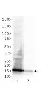 HIST3H3 Antibody (Me3-Lys4/Ac-Lys9)