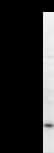 CBFB Antibody (clone 344C3a)