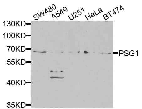 PSG1 / CD66f Antibody