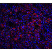 PathPlus™ IL23A / IL-23 p19 Antibody