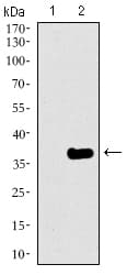 GATA6 Antibody (aa491-557, clone 2F10G3)