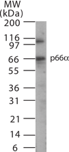 IHC-plus™ GATAD2A Antibody (aa137-150)