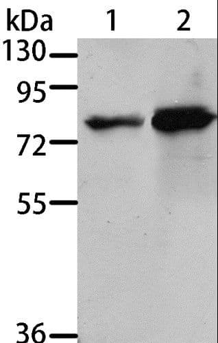 MSN / Moesin Antibody