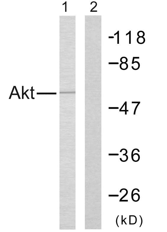 AKT1 + AKT2 Antibody (aa276-325)