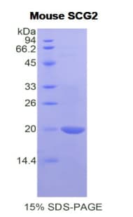 Mouse SCG2 / Secretogranin II Protein (Recombinant His)