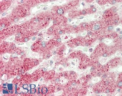 IHC-plus™ MANF / ARMET Antibody