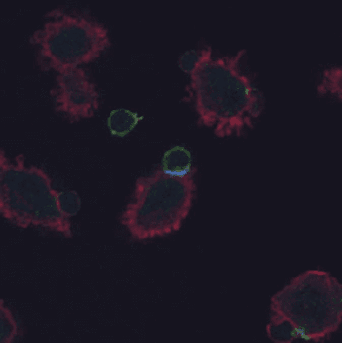 CD247 / CD3 Zeta Antibody (phospho-Tyr72, clone EM-26)